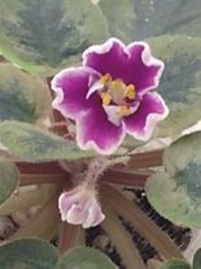 20 ian - NK Neznakomaya Zvezda