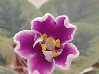 20 ian - NK Neznakomaya Zvezda