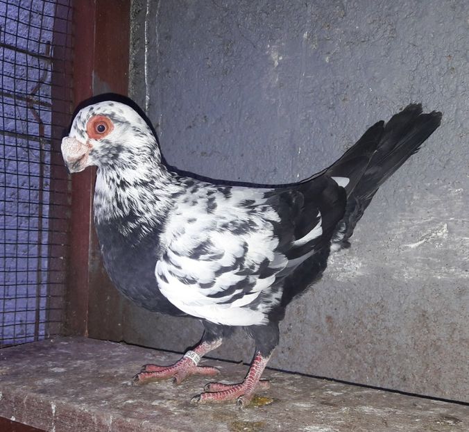 M 2021 - Carunculați 2021