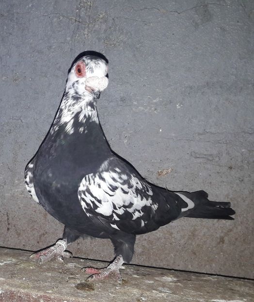 F 2021 - Carunculați 2021