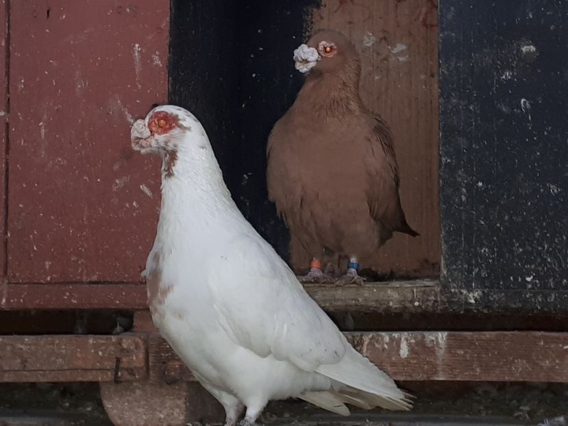  - L _ carunculați _ianuarie 2022