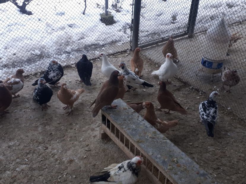  - L _ carunculați _ianuarie 2022