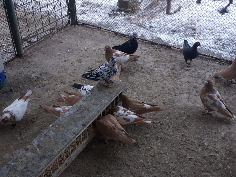  - L _ carunculați _ianuarie 2022