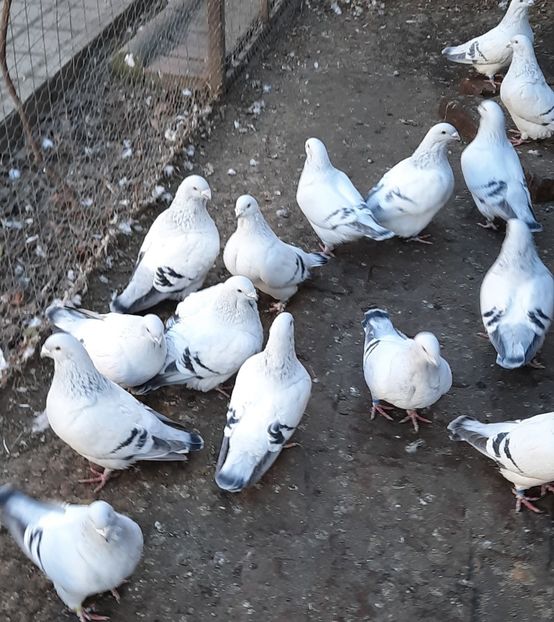  - Păsările mele