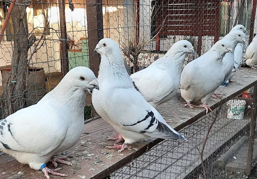  - Păsările mele