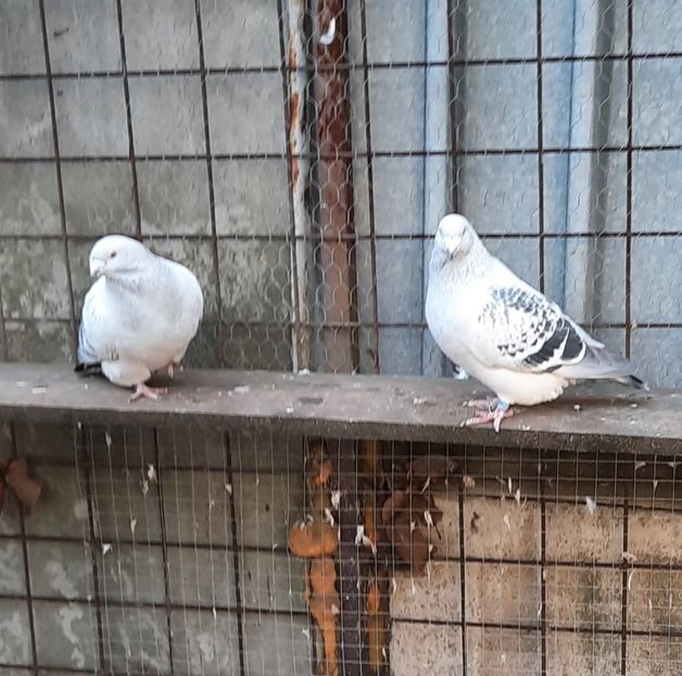  - Păsările mele