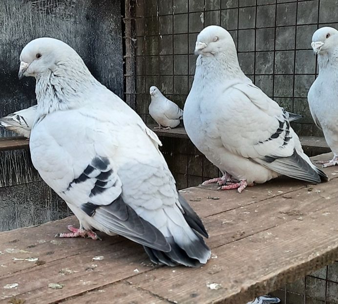  - Păsările mele