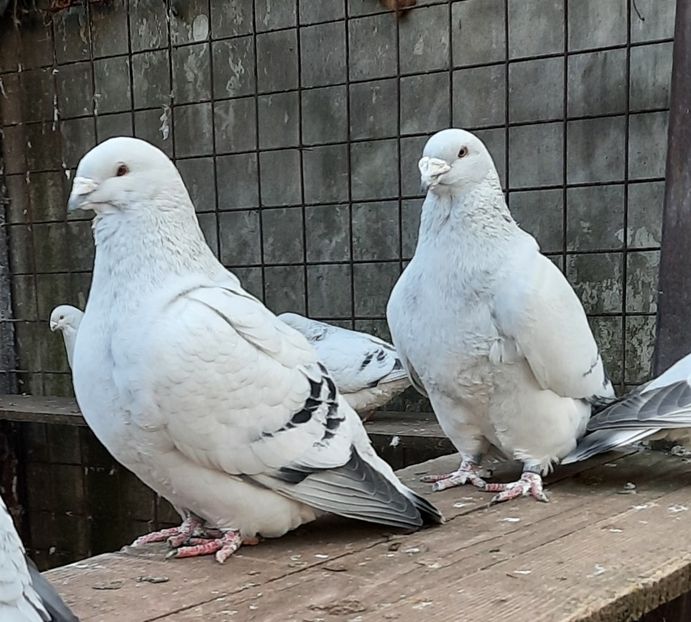  - Păsările mele