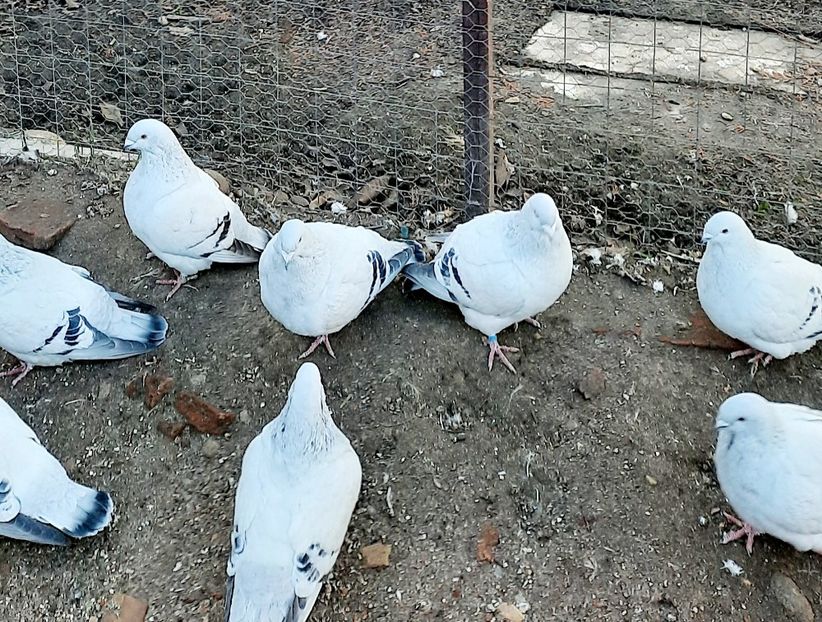  - Păsările mele