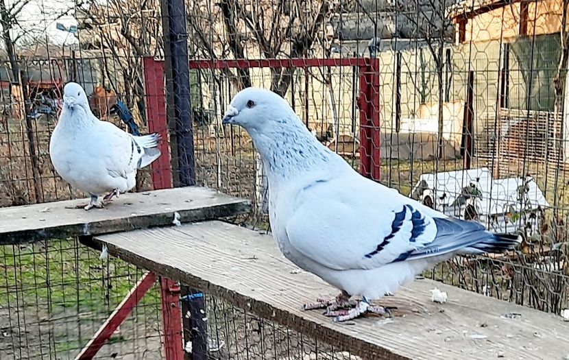  - Păsările mele