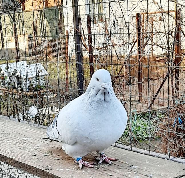  - Păsările mele