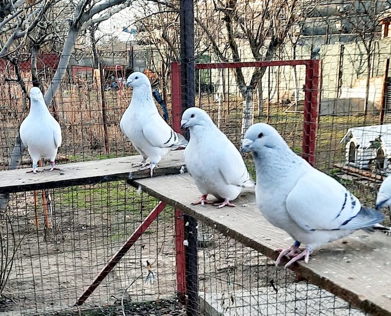  - Păsările mele