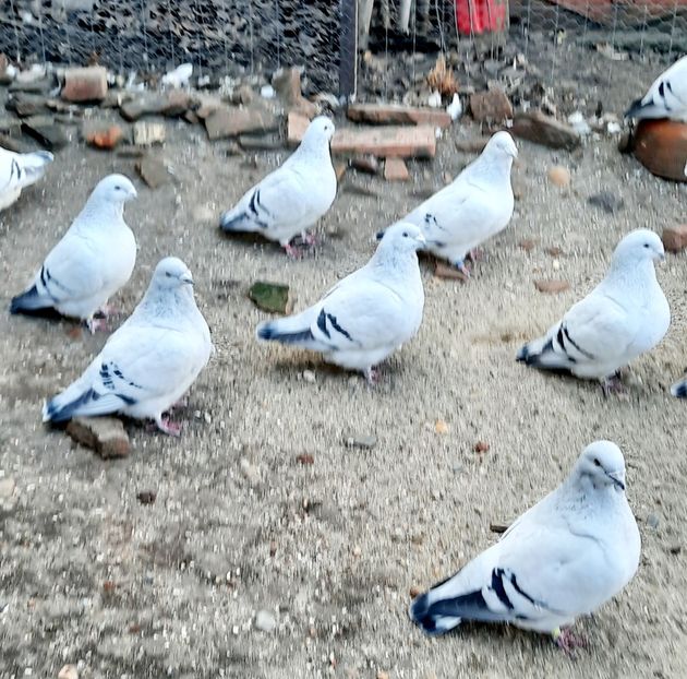  - Păsările mele
