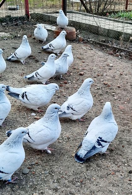 - Păsările mele
