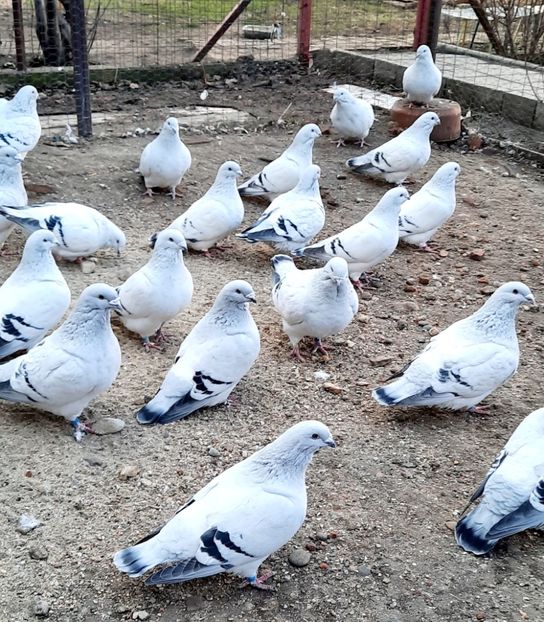  - Păsările mele