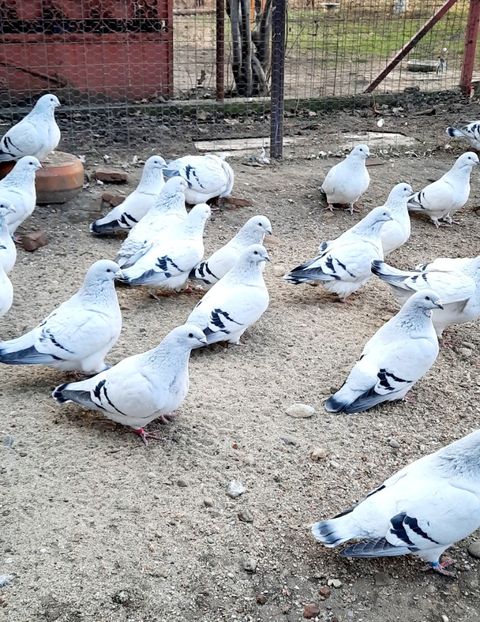  - Păsările mele