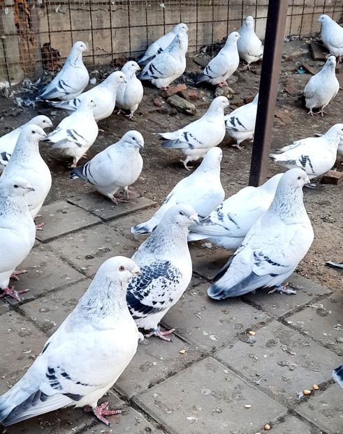 - Păsările mele