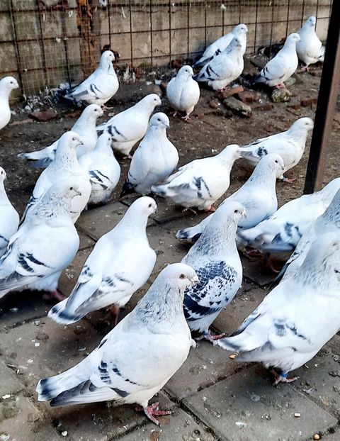  - Păsările mele