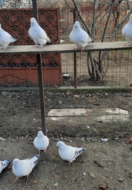  - Păsările mele