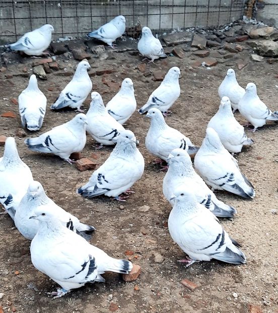  - Păsările mele