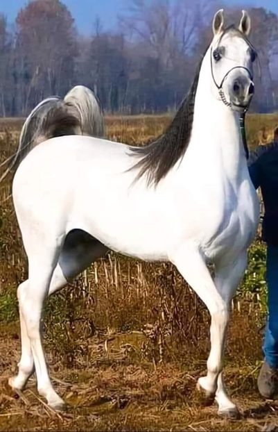  - Cai animale nobile