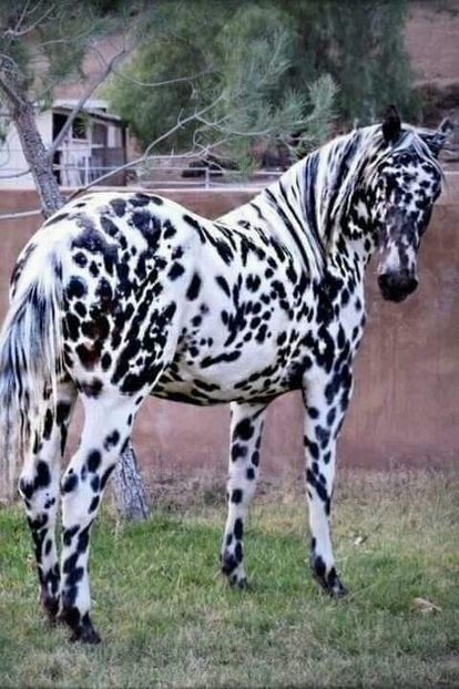  - Cai animale nobile
