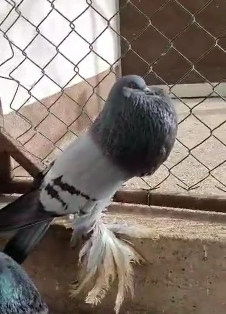 Screenshot_20220116-211737_Gallery - GUSATI POMERANIA