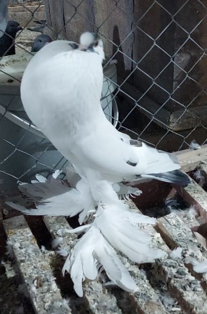 Screenshot_20211215-213803_Gallery - GUSATI POMERANIA