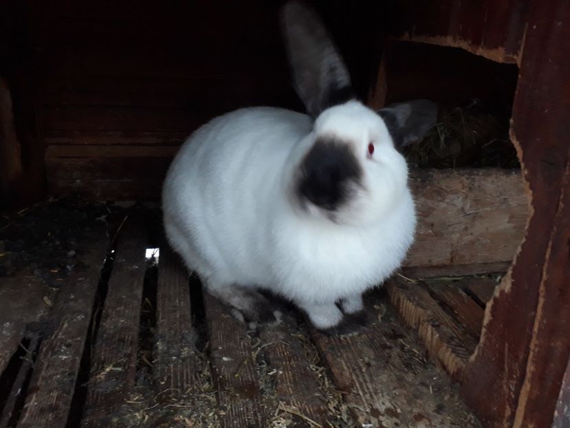 Californian fem 1 - Californian fem 1