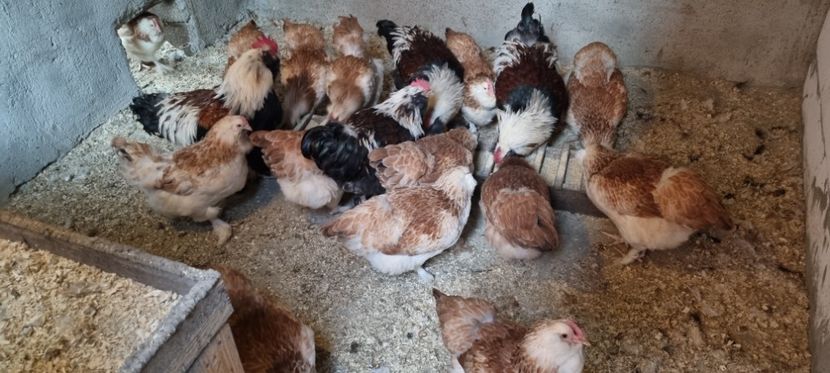  - Faverolles Somon 2021