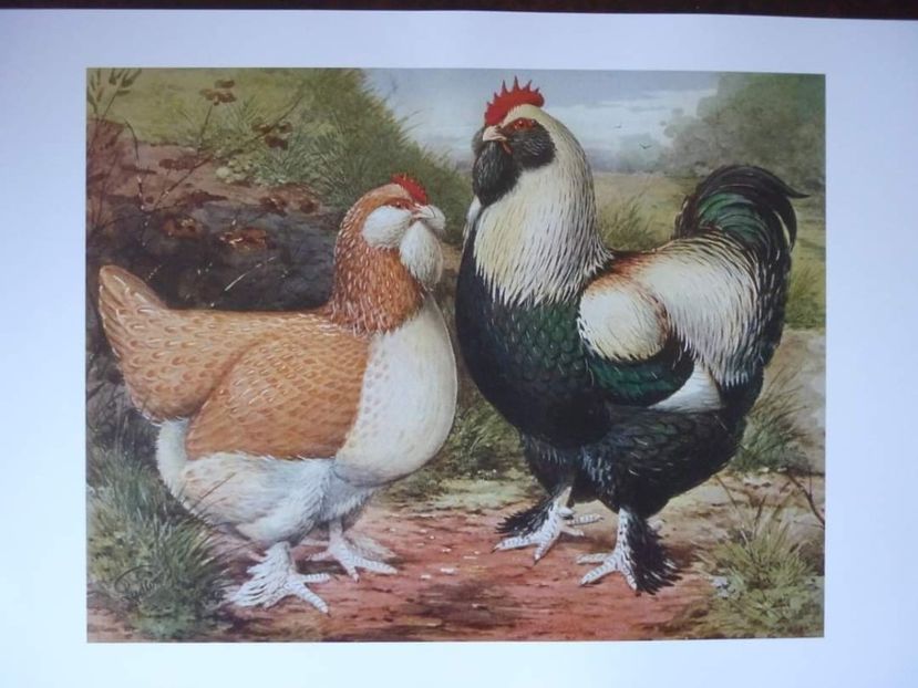  - Faverolles Somon 2021