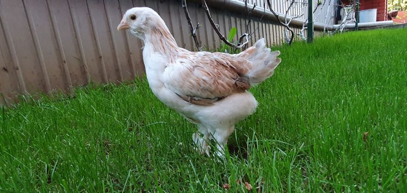  - Faverolles Somon 2021