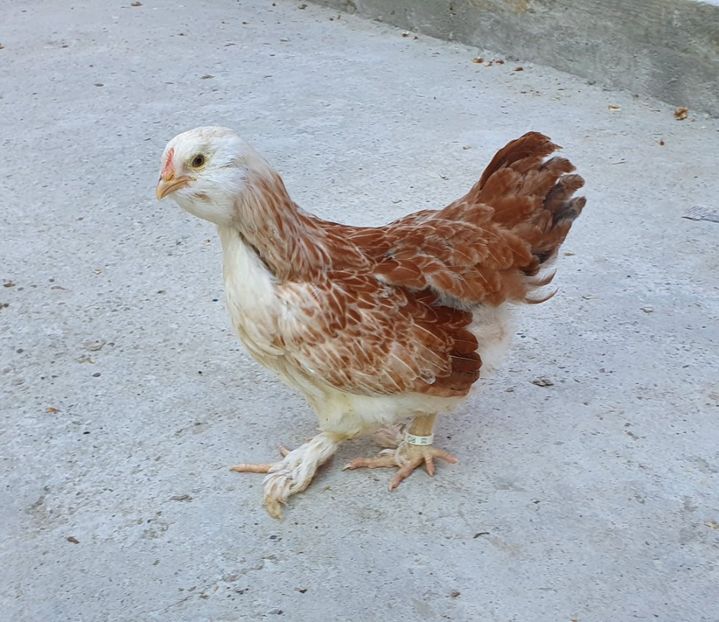  - Faverolles Somon 2021