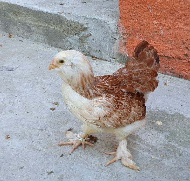  - Faverolles Somon 2021