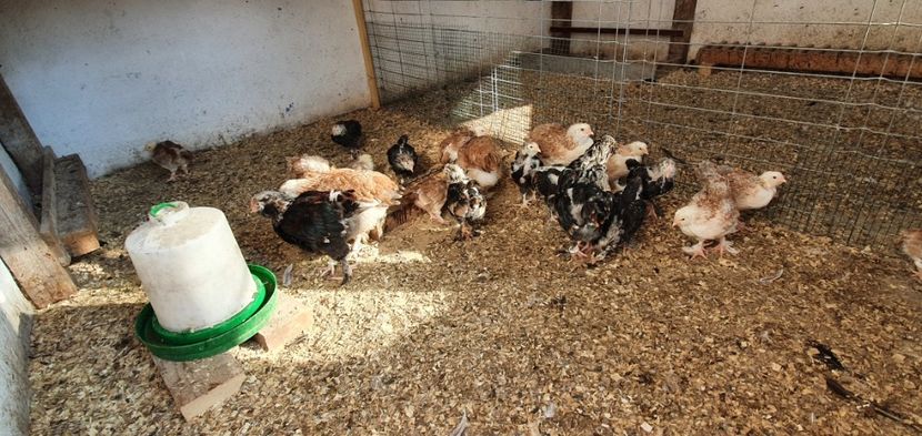  - Faverolles Somon 2021