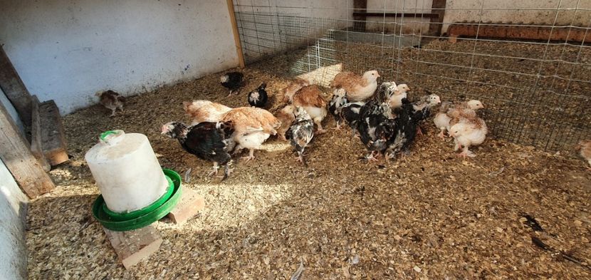  - Faverolles Somon 2021