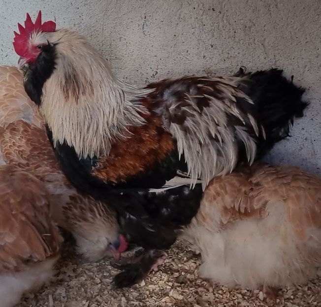  - Faverolles Somon 2021