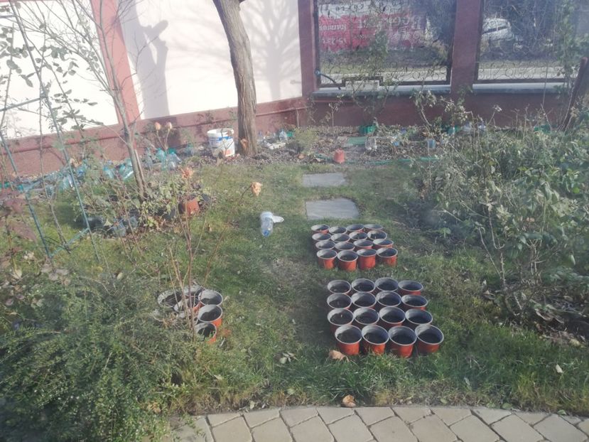  - Trandafiri la ghivece si plante dec la ghivece