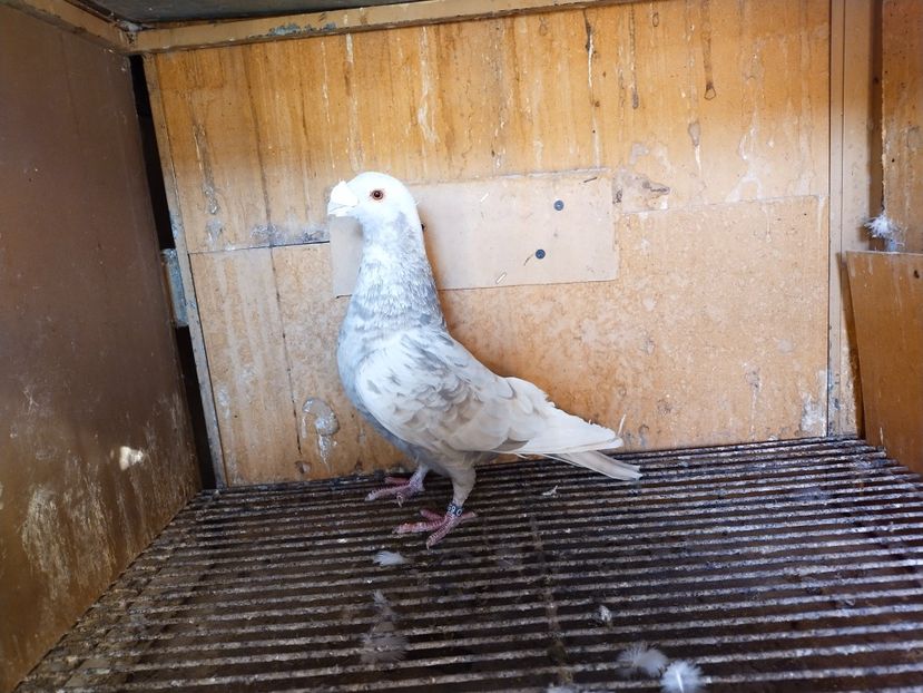  - VOIAJOR DE FRUMUSETE SAU STIL VECHI