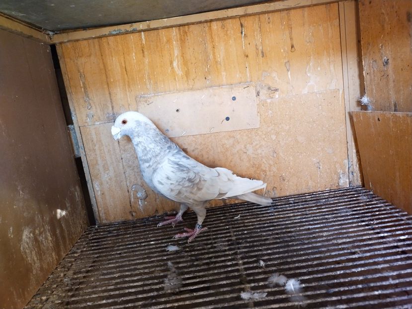  - VOIAJOR DE FRUMUSETE SAU STIL VECHI