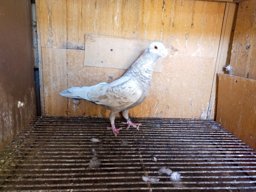  - VOIAJOR DE FRUMUSETE SAU STIL VECHI