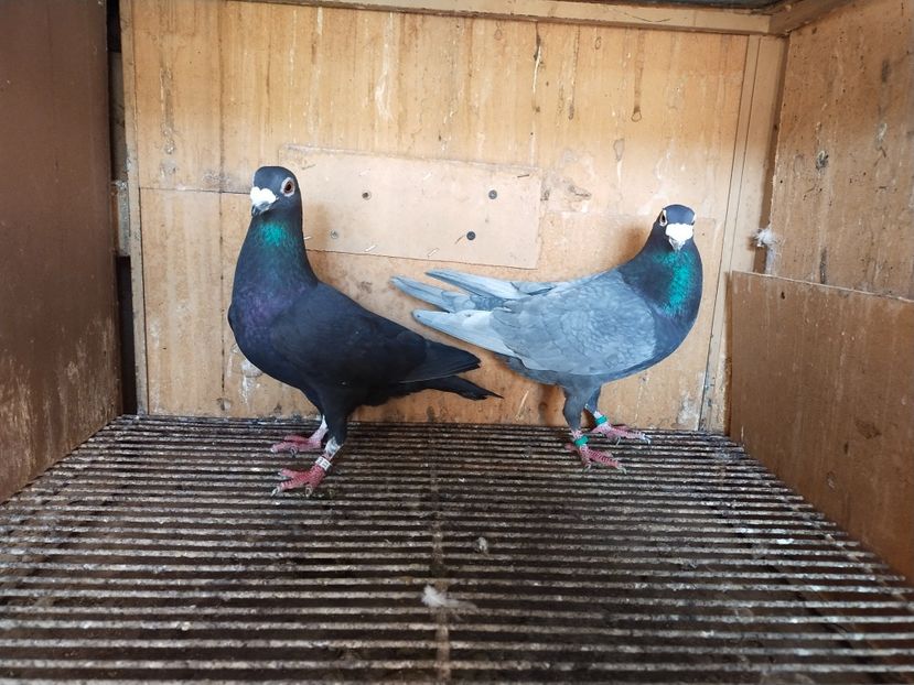  - ANDALUZI HOMOZIGOTI