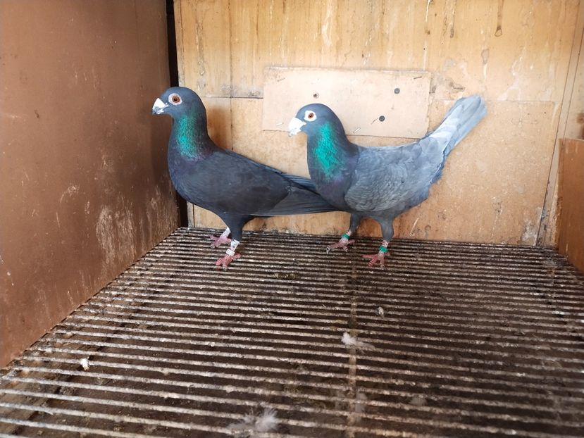  - ANDALUZI HOMOZIGOTI