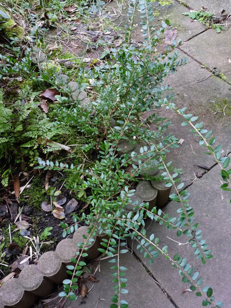  - 2021 - 04 - 2022 - 00 - Iarna