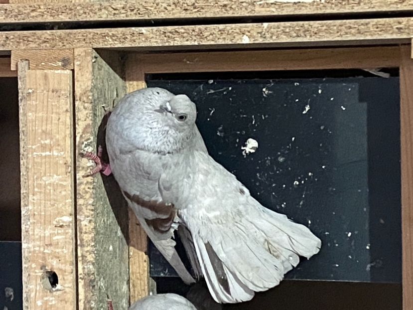 808398A7-920B-4A01-8D37-4EABB9C3DC3D - Zburători Argintii