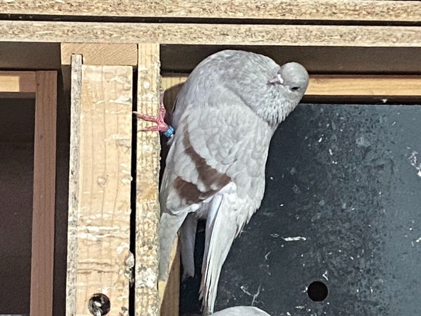 BFAC372A-0746-4A9F-8F94-F4638453E041 - Zburători Argintii