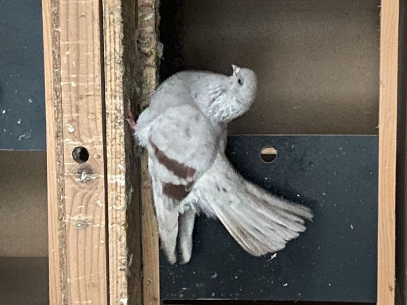 6CC37442-EDE9-476F-80B2-54D8776DB879 - Zburători Argintii