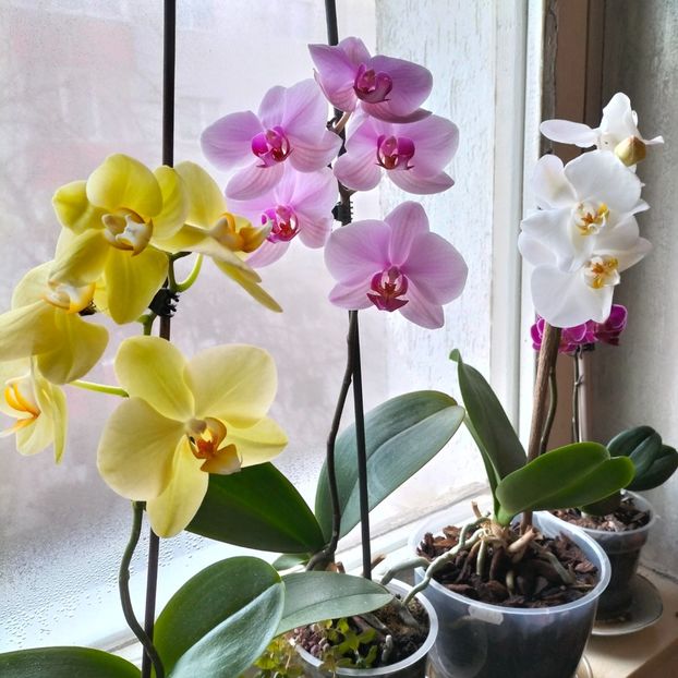 IMG20220118084359 - În vizită la Anca 2021-2022