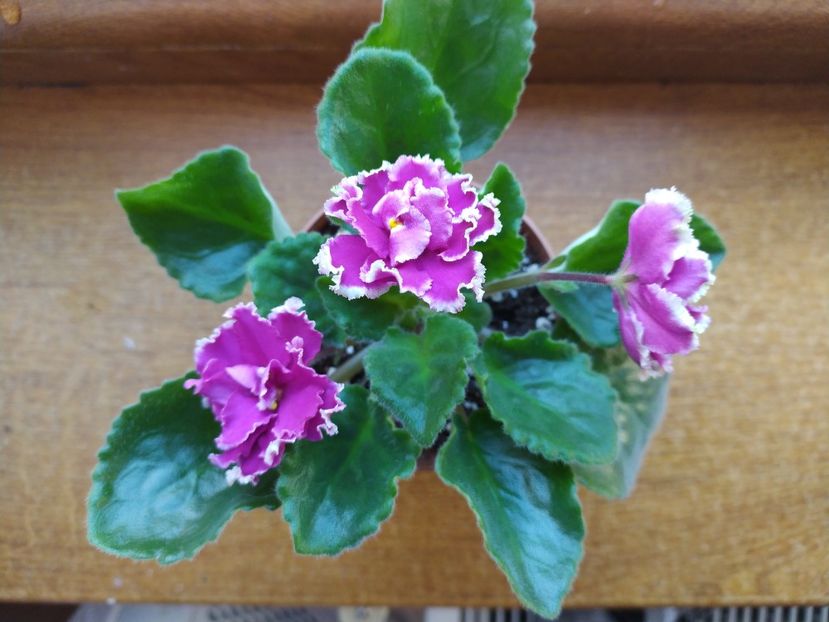 22 ianuarie 2022 - ZZZ_EK Malachitovaya Orchidea