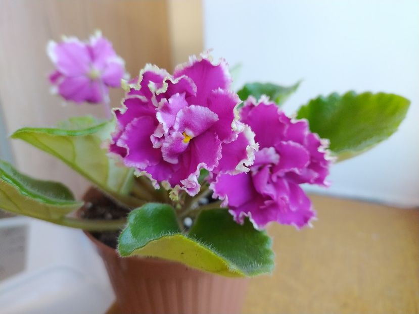 22 ianuarie 2022 - ZZZ_EK Malachitovaya Orchidea